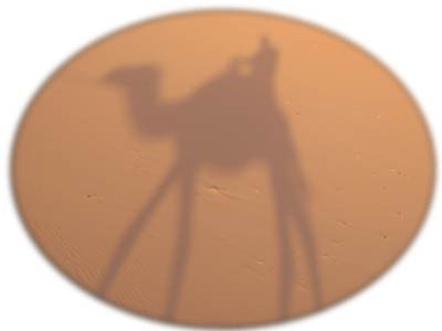 CamelShadow