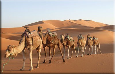 Camels1