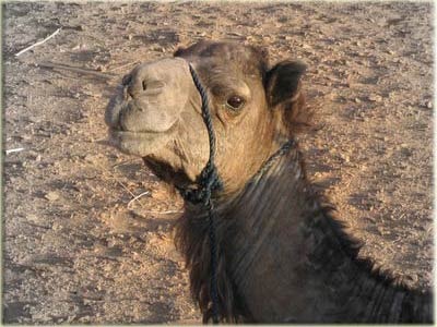 Camels2